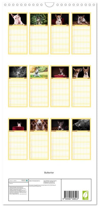 Bullterrier (CALVENDO Familienplaner 2027)
