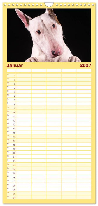 Bullterrier (CALVENDO Familienplaner 2027)