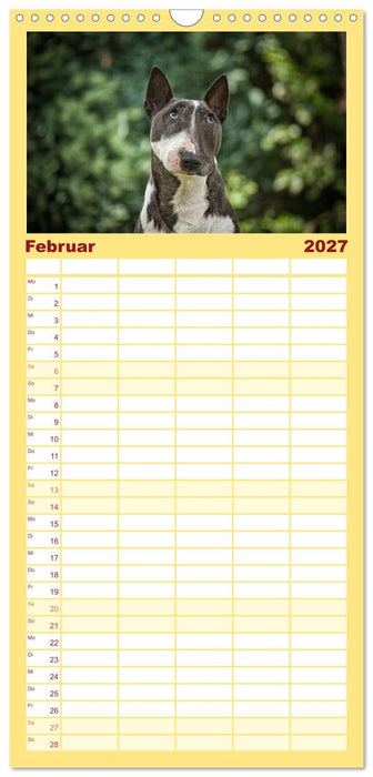 Bullterrier (CALVENDO Familienplaner 2027)