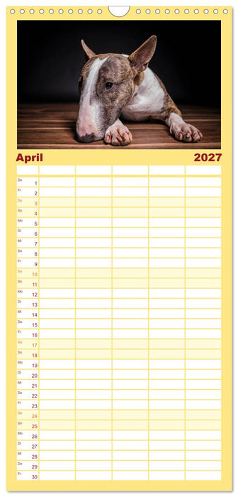 Bullterrier (CALVENDO Familienplaner 2027)