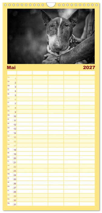Bullterrier (CALVENDO Familienplaner 2027)