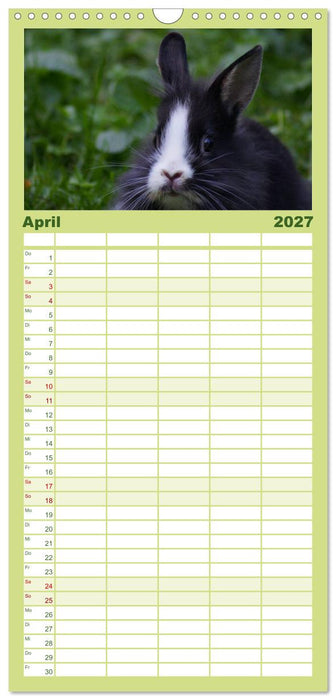 Liebenswerte Zwergkaninchen (CALVENDO Familienplaner 2027)