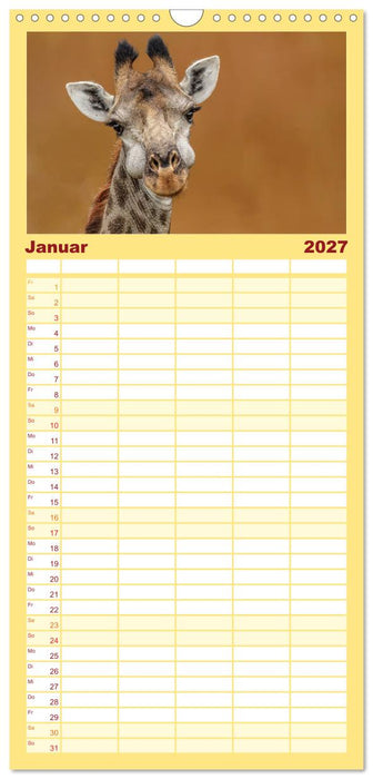 Afrikas Tierwelt: Giraffen (CALVENDO Familienplaner 2027)