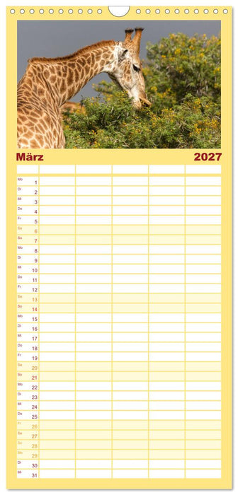 Afrikas Tierwelt: Giraffen (CALVENDO Familienplaner 2027)