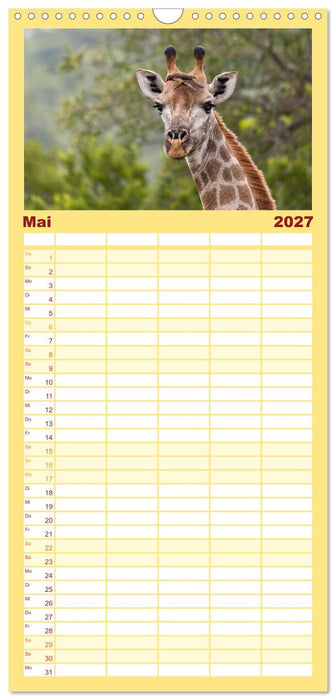 Afrikas Tierwelt: Giraffen (CALVENDO Familienplaner 2027)