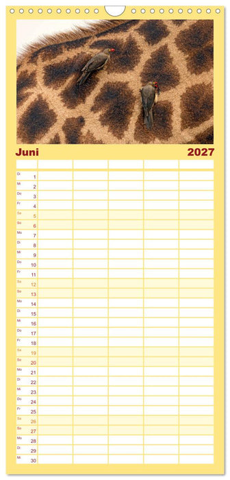 Afrikas Tierwelt: Giraffen (CALVENDO Familienplaner 2027)