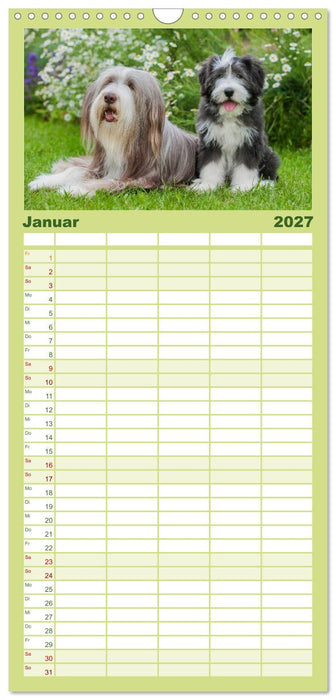Liebenswerter Clown Bearded Collie (CALVENDO Familienplaner 2027)