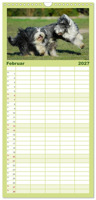 Liebenswerter Clown Bearded Collie (CALVENDO Familienplaner 2027)