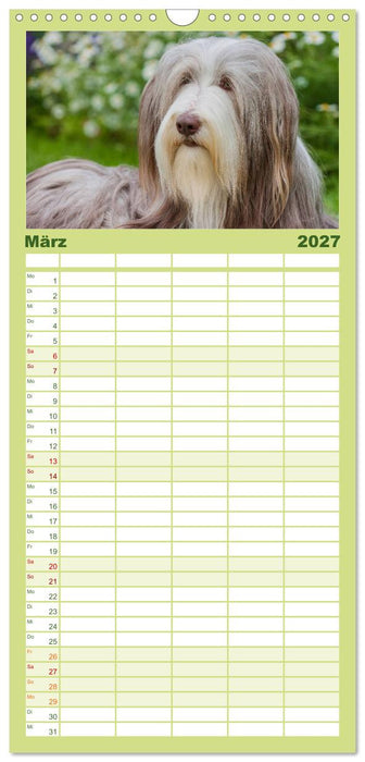 Liebenswerter Clown Bearded Collie (CALVENDO Familienplaner 2027)