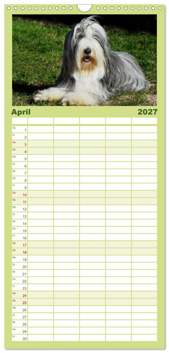 Liebenswerter Clown Bearded Collie (CALVENDO Familienplaner 2027)