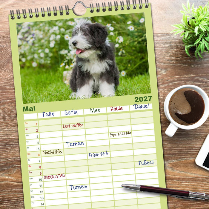 Liebenswerter Clown Bearded Collie (CALVENDO Familienplaner 2027)