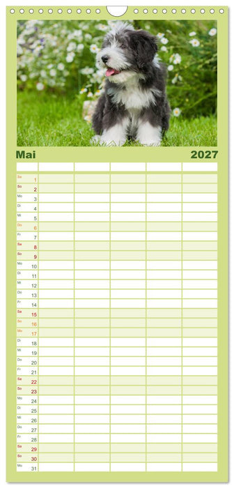 Liebenswerter Clown Bearded Collie (CALVENDO Familienplaner 2027)