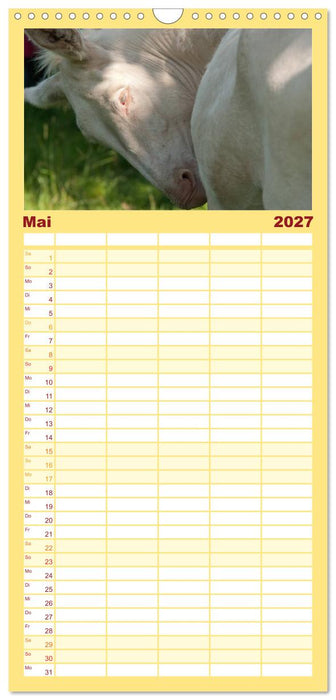 Zauberhafte Esel (CALVENDO Familienplaner 2027)