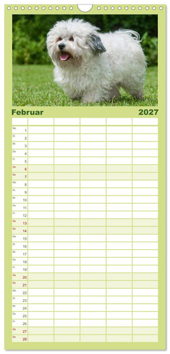 Havaneser - Herz auf 4 Pfoten (CALVENDO Familienplaner 2027)