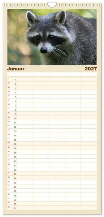 Waschbären (CALVENDO Familienplaner 2027)