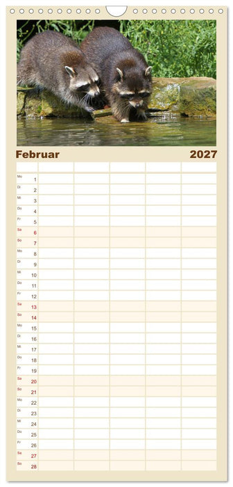 Waschbären (CALVENDO Familienplaner 2027)