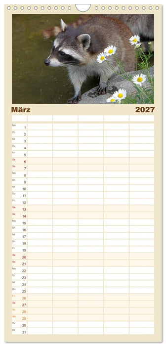 Waschbären (CALVENDO Familienplaner 2027)