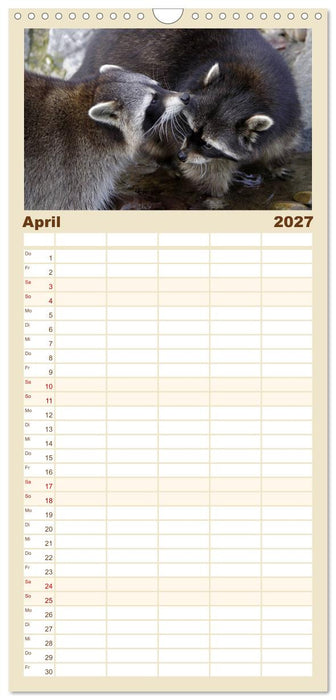 Waschbären (CALVENDO Familienplaner 2027)