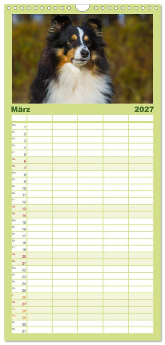 Traumhund Sheltie (CALVENDO Familienplaner 2027)