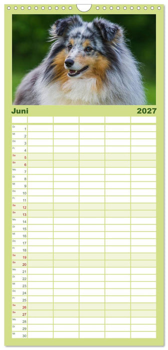 Traumhund Sheltie (CALVENDO Familienplaner 2027)