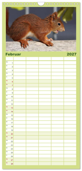 Eichhörnchen Kinder (CALVENDO Familienplaner 2027)