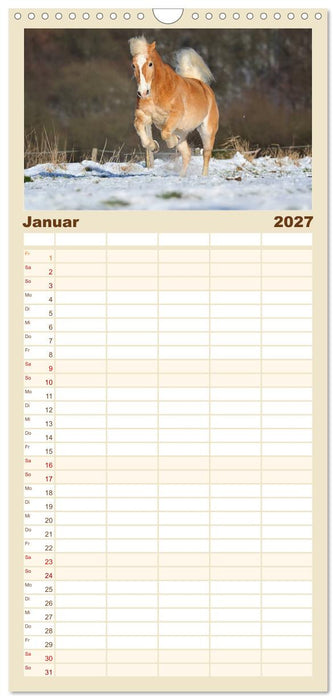 Haflinger (CALVENDO Familienplaner 2027)