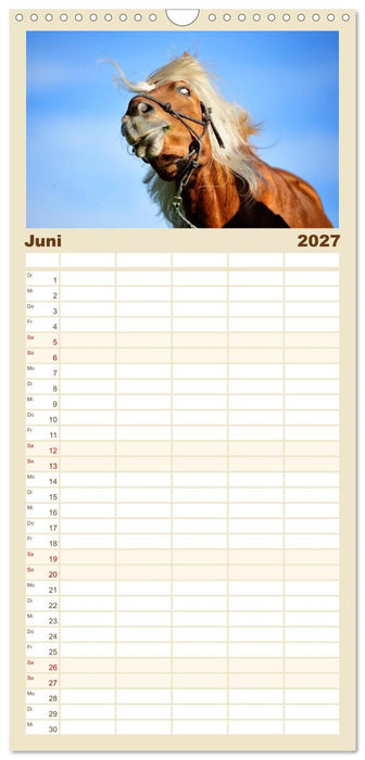 Haflinger (CALVENDO Familienplaner 2027)