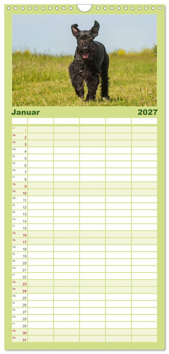 Treuer Freund Riesenschnauzer (CALVENDO Familienplaner 2027)