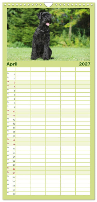 Treuer Freund Riesenschnauzer (CALVENDO Familienplaner 2027)