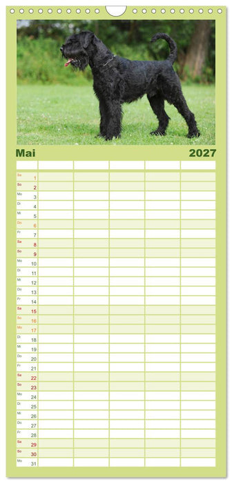 Treuer Freund Riesenschnauzer (CALVENDO Familienplaner 2027)