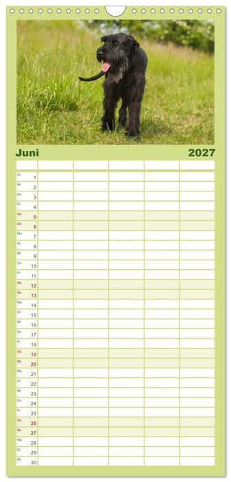 Treuer Freund Riesenschnauzer (CALVENDO Familienplaner 2027)