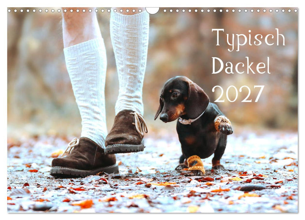 Typisch Dackel 2027 (CALVENDO Wandkalender 2027)