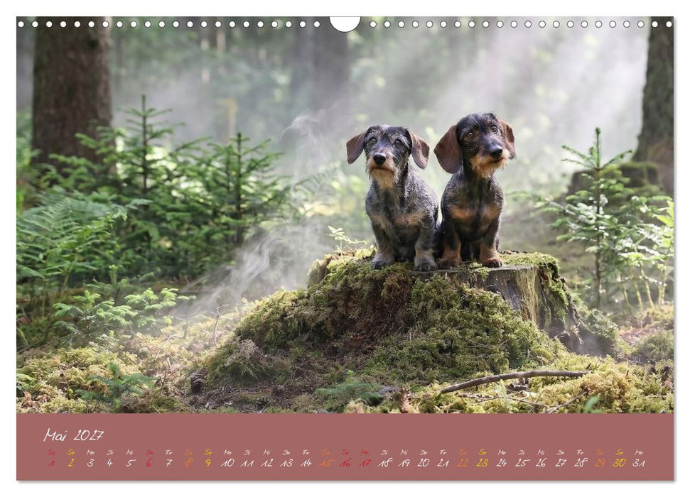 Typisch Dackel 2027 (CALVENDO Wandkalender 2027)