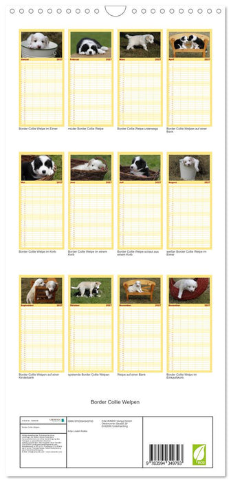 Border Collie Welpen (CALVENDO Familienplaner 2027)