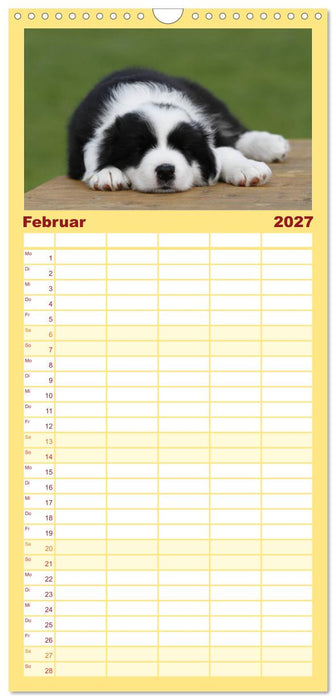 Border Collie Welpen (CALVENDO Familienplaner 2027)