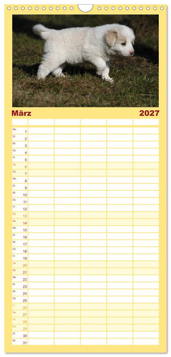 Border Collie Welpen (CALVENDO Familienplaner 2027)