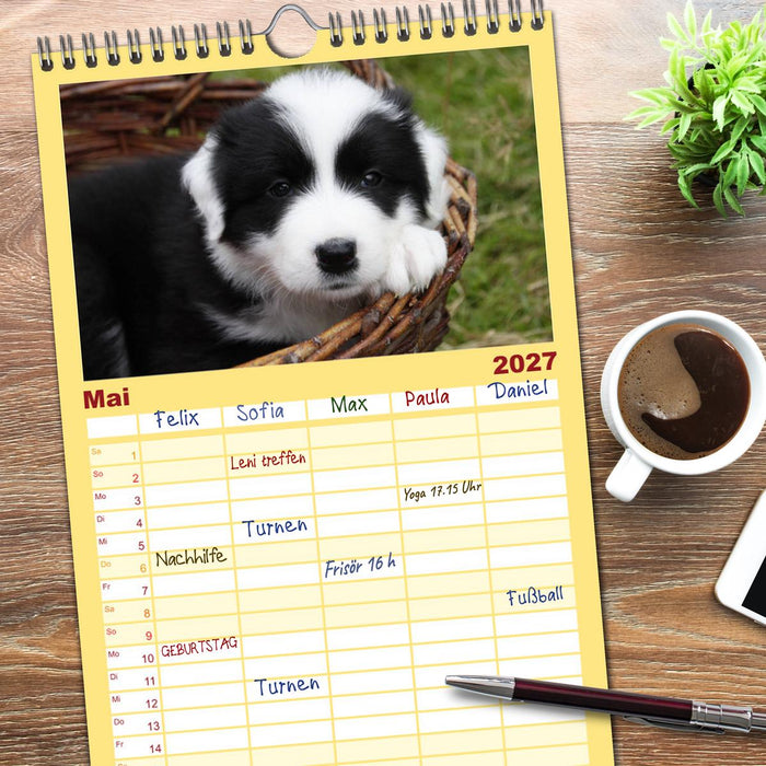 Border Collie Welpen (CALVENDO Familienplaner 2027)