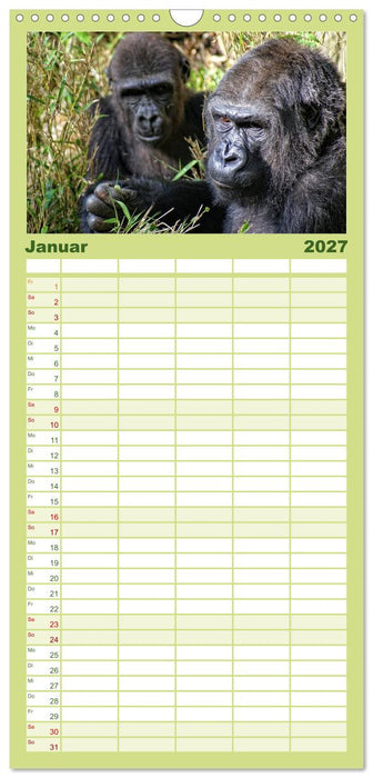 Gorillas - Die sanften Wilden (CALVENDO Familienplaner 2027)