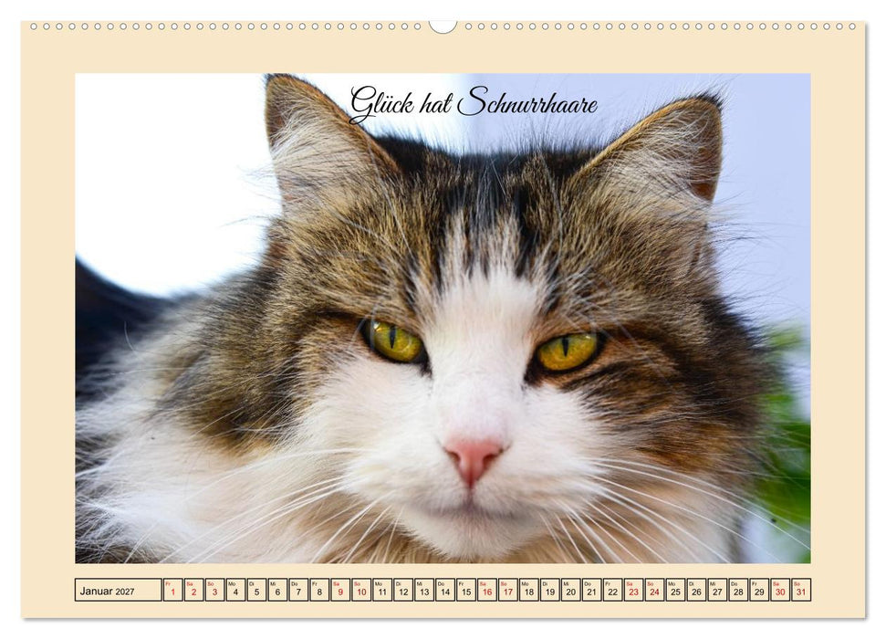 Schnurrende Augenblicke (CALVENDO Premium Wandkalender 2027)