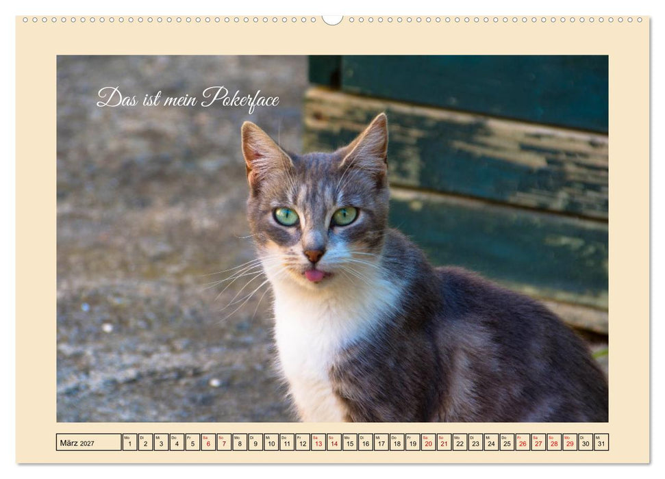 Schnurrende Augenblicke (CALVENDO Premium Wandkalender 2027)