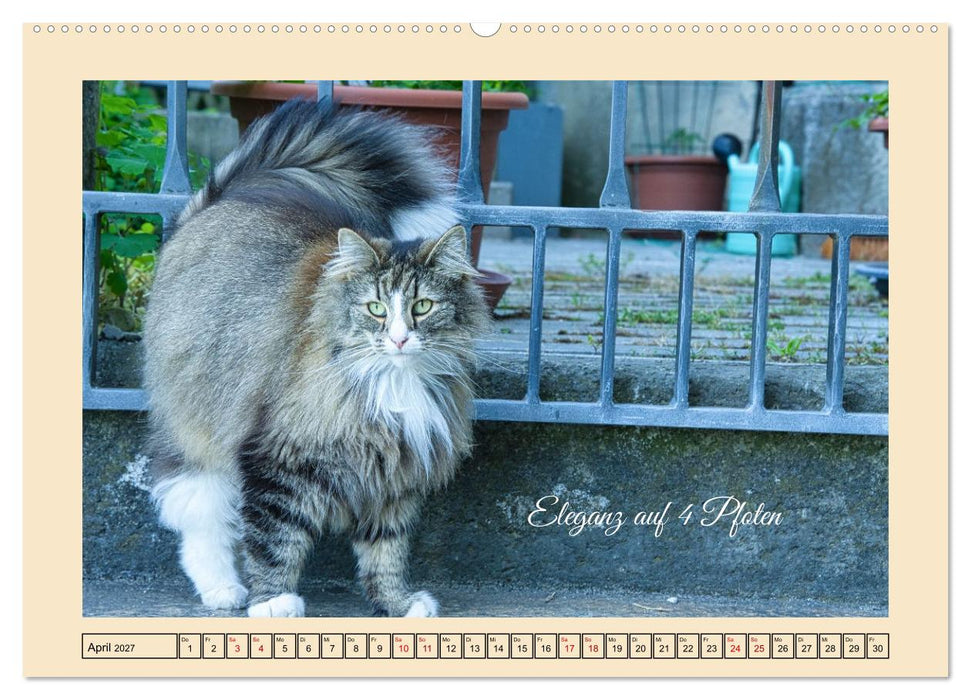 Schnurrende Augenblicke (CALVENDO Premium Wandkalender 2027)