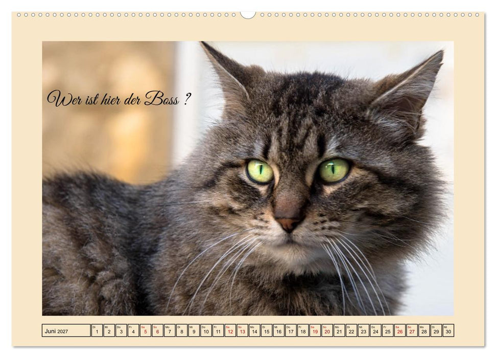 Schnurrende Augenblicke (CALVENDO Premium Wandkalender 2027)