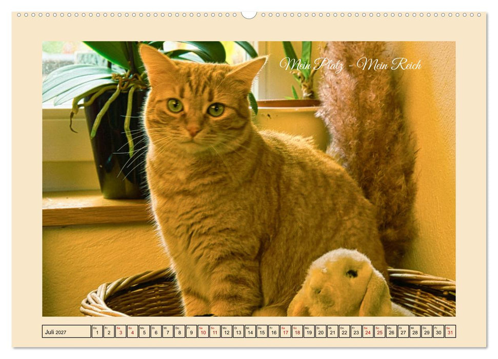Schnurrende Augenblicke (CALVENDO Premium Wandkalender 2027)