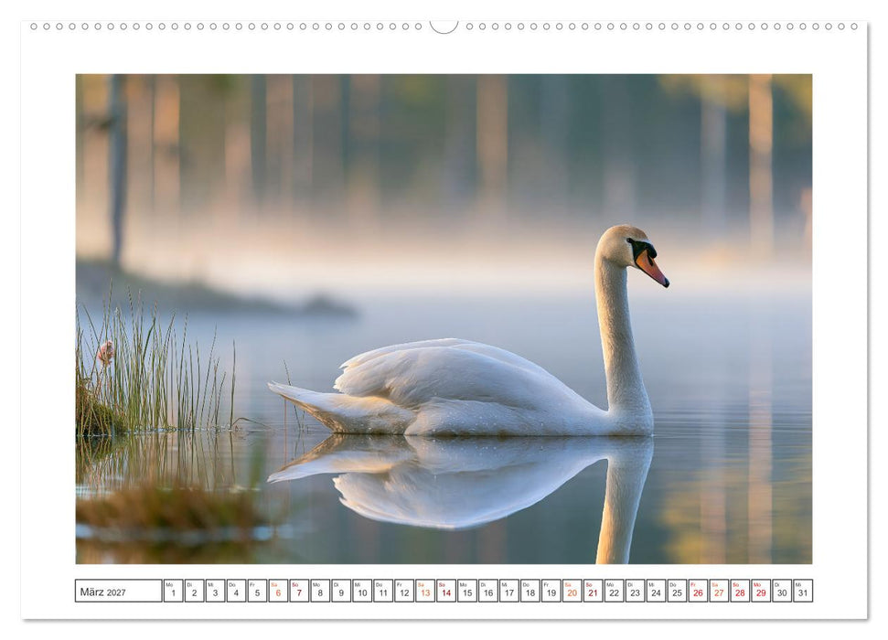 Magische Schwanenwelt (CALVENDO Premium Wandkalender 2027)