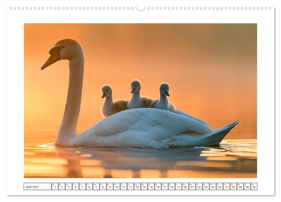 Magische Schwanenwelt (CALVENDO Premium Wandkalender 2027)