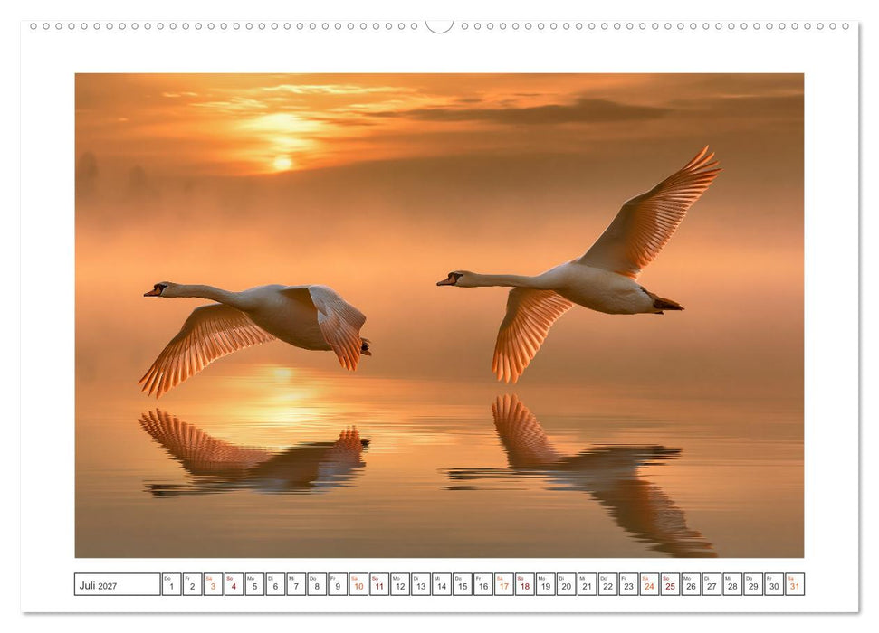 Magische Schwanenwelt (CALVENDO Premium Wandkalender 2027)