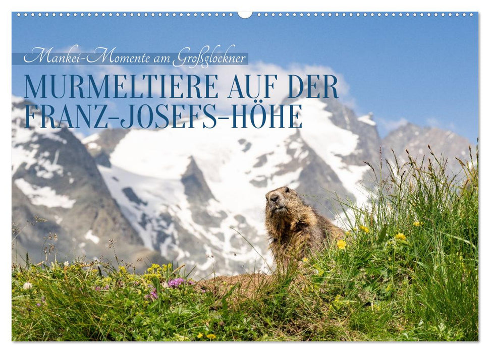 Mankei Momente am Großglockner- Murmeltiere auf der Franz-Josefs-Höhe (CALVENDO Wandkalender 2027)