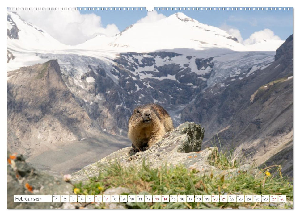 Mankei Momente am Großglockner- Murmeltiere auf der Franz-Josefs-Höhe (CALVENDO Wandkalender 2027)