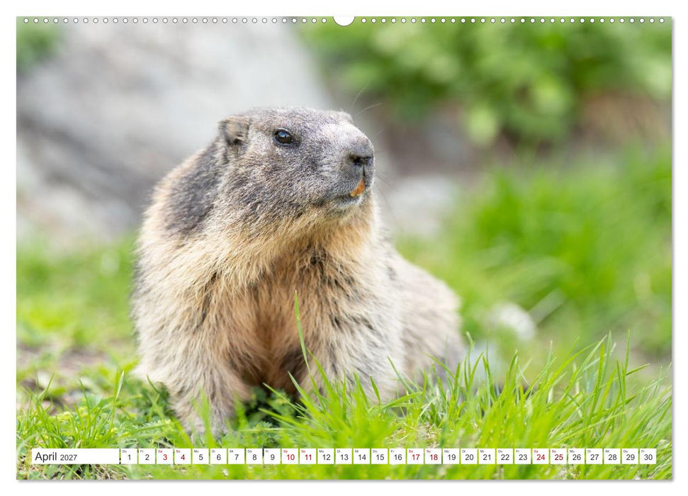 Mankei Momente am Großglockner- Murmeltiere auf der Franz-Josefs-Höhe (CALVENDO Wandkalender 2027)
