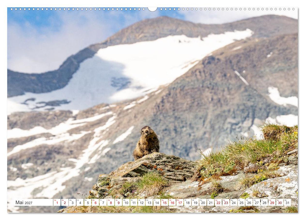 Mankei Momente am Großglockner- Murmeltiere auf der Franz-Josefs-Höhe (CALVENDO Wandkalender 2027)